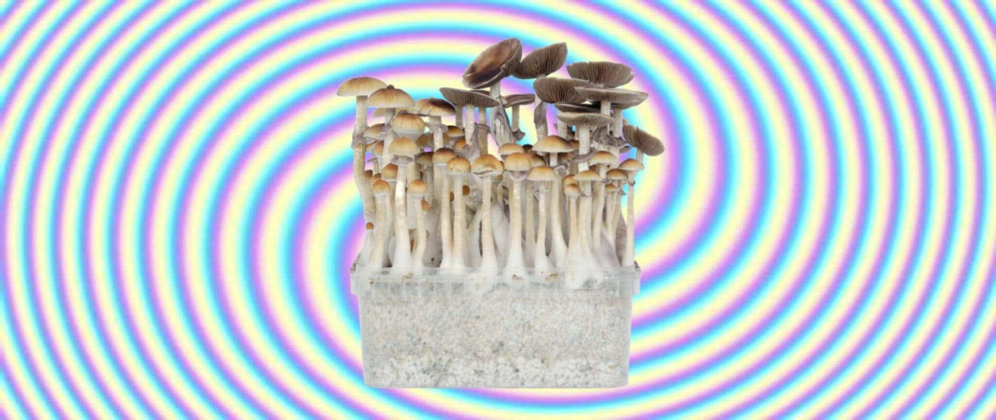 magisk svampedyrkningssæt på psykedelisk hvirvelbaggrund