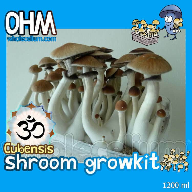 https://www.wholecelium.com/wp-content/uploads/2021/05/psilocybe-cubensis-magic-mushroom-grow-kit-shrooma-ohm-kit-wholecelium.jpg