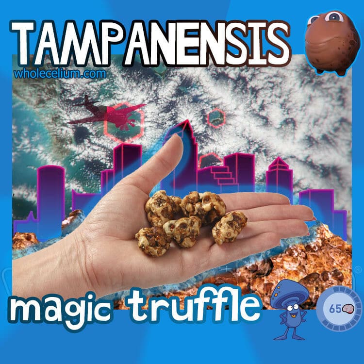 Buy psilocybe magic truffles - TAMPANENSIS - best price, best quality