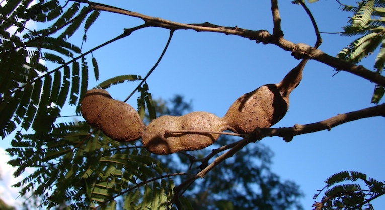 Gousses de graines de vilca (Anadenanthera colubrina) 