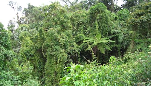 Perun sademetsä 