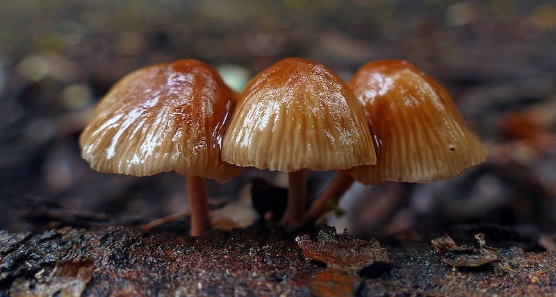 Galerina patagonica mushroom