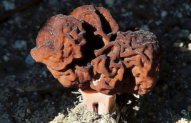 Gyromitra Esculenta (Lažni morski sadež)