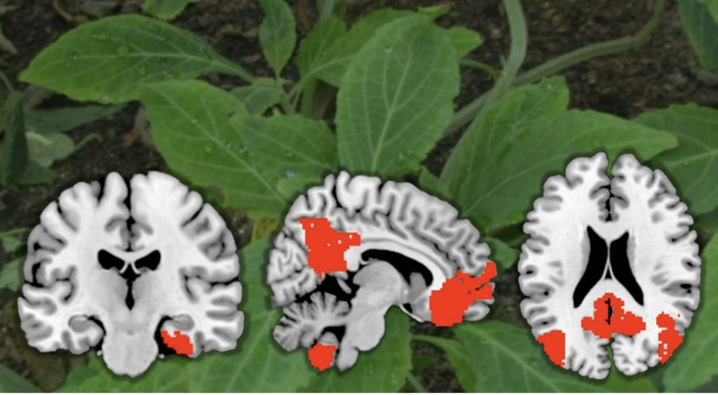 brain highlighted in red on leaf background