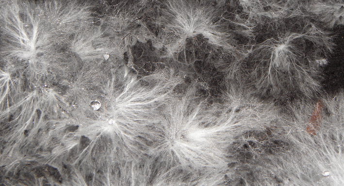 white mycelium web