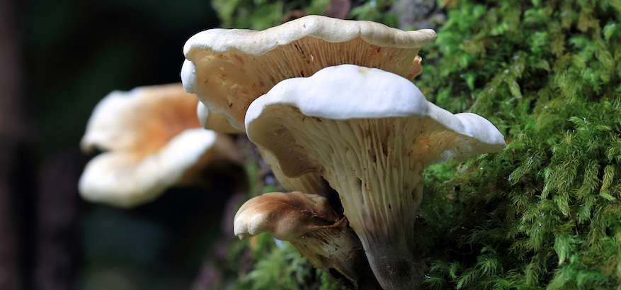 Omphalotus nidiformis mushroom