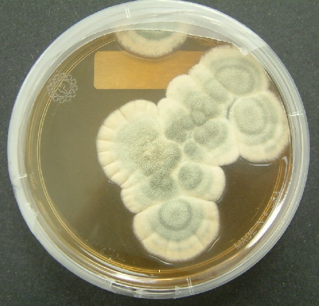 penicillium penész petri csésze