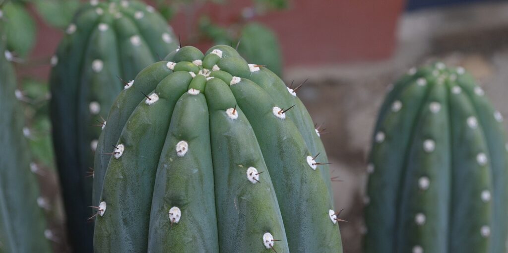 close up of san pedro cacti