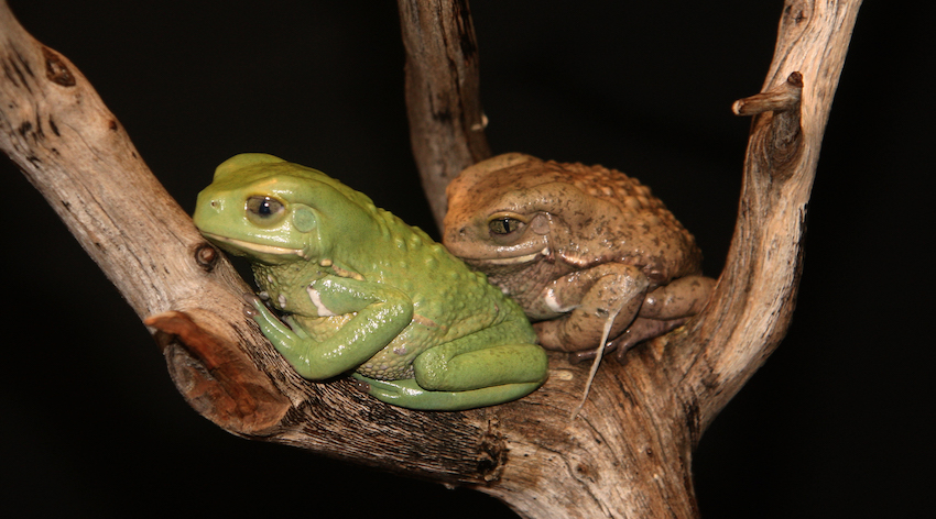 two frogs in a tree