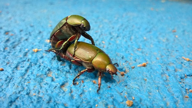 gros scarabées verts en train de faire l'amour