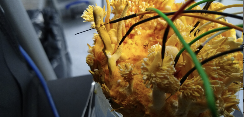 Cordyceps militaris with electrode wires.