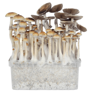 Magic-mushrooms.png