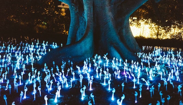 glowing magic mushrooms under a tree