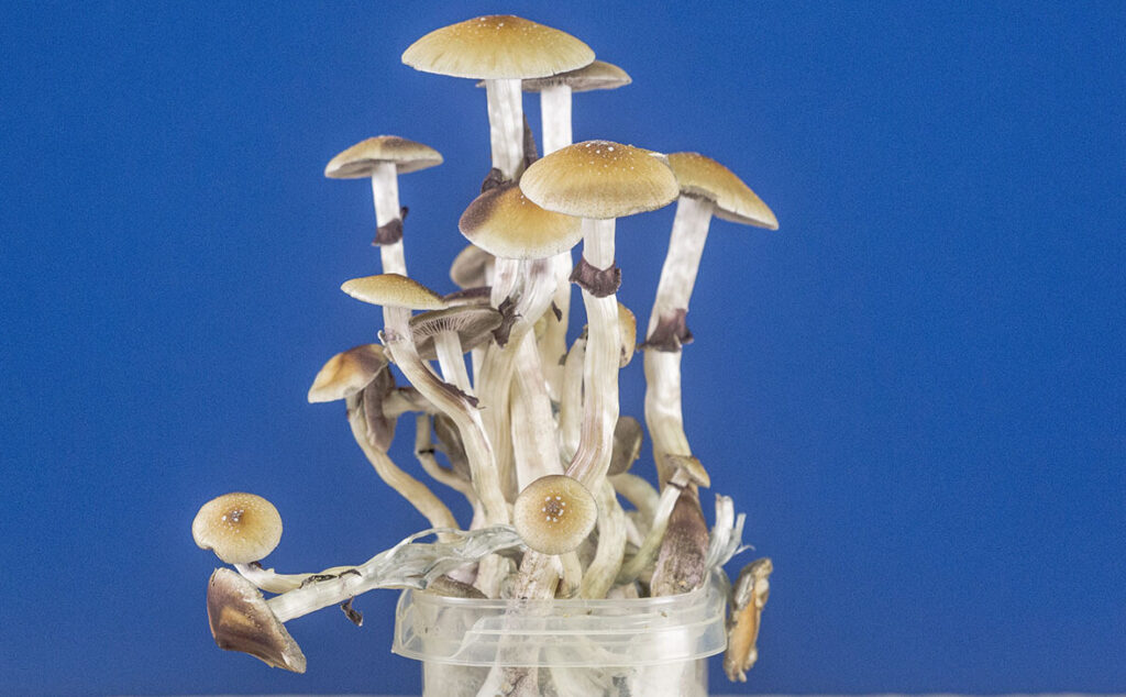 magische Pilze wachsen Kit auf blauem Hintergrund