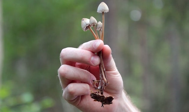 mão segurando 3 cogumelos mágicos
