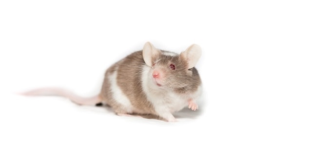ruskea ja valkoinen hiiri taustalla