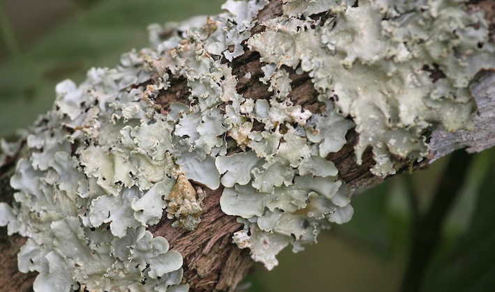 lichen growing on a branch