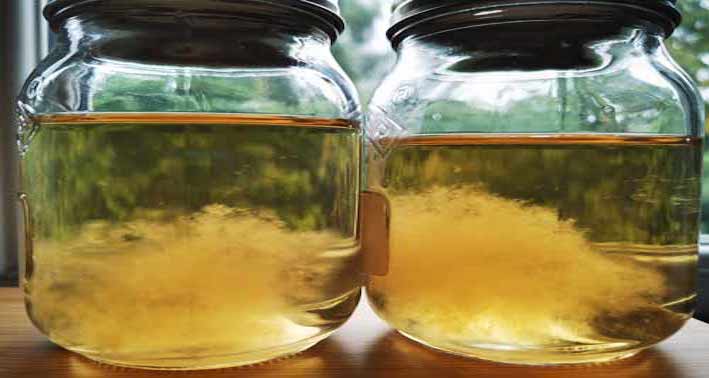 twee glazen potten met vloeibare honingcultuur waarin mycelium groeit