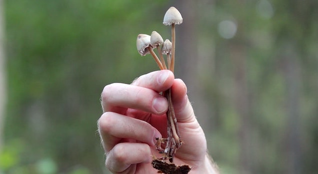 hand holding four magic mushrooms