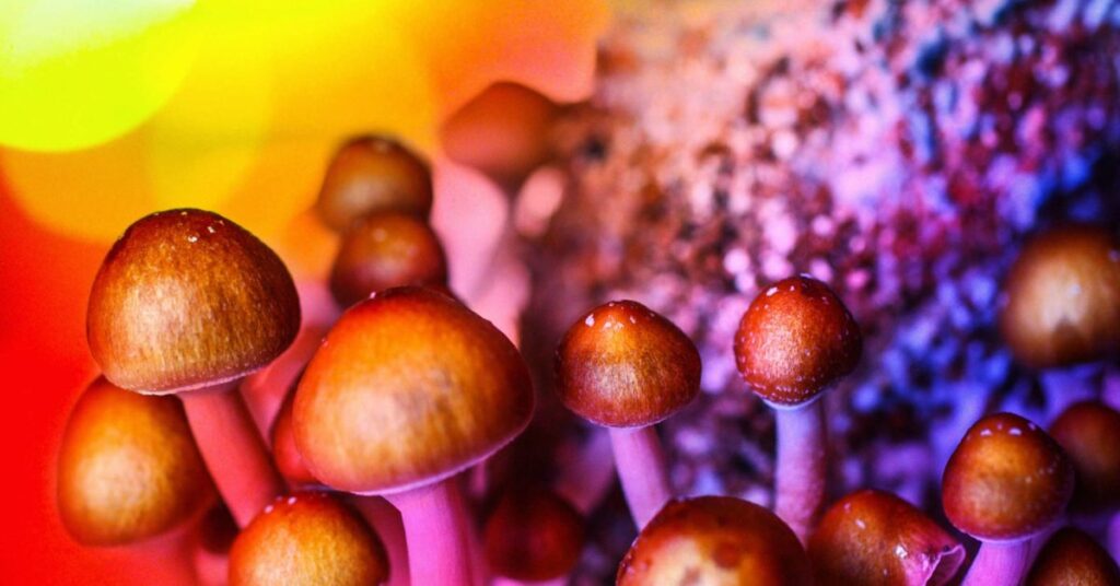 champignons magiques fond coloré