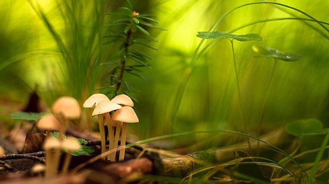 Magiske svampe vokser i skoven