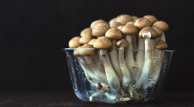 cogumelos numa taça de vidro sobre fundo preto