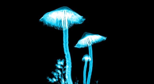 funghi magici incandescenti