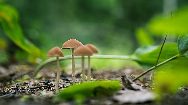 setas mágicas que crecen en el bosque
