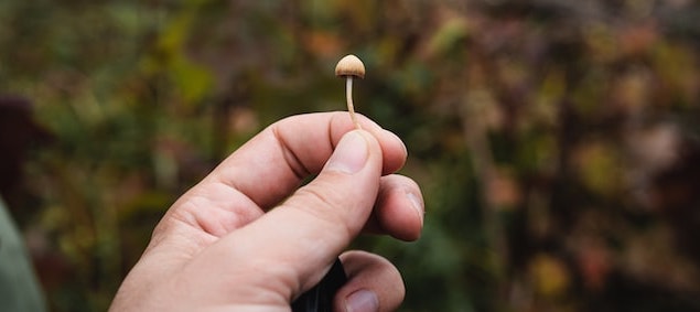 hand holding one tiny mushroom