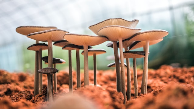funghi che crescono dal terreno