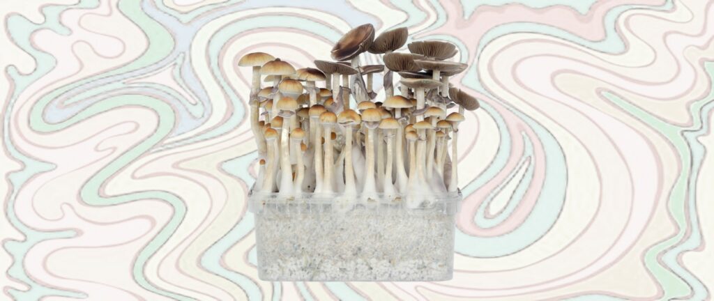magic mushroom grow kit on swirl background