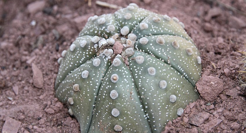 peyote cactus growing in soil