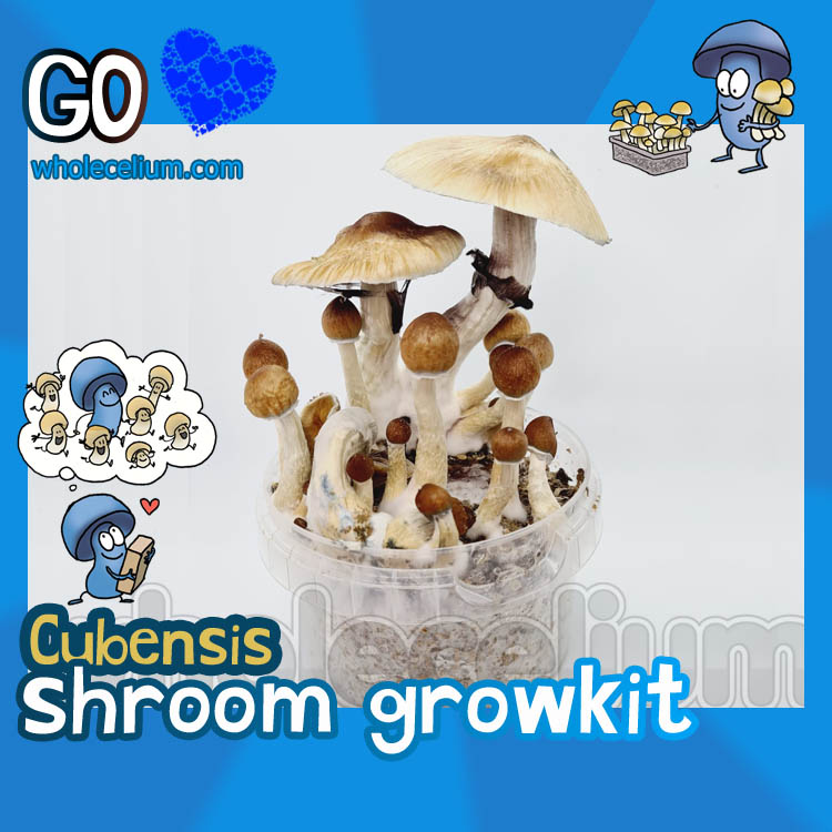 Magic Mushroom Grow Kit - Psilove 'GO' Kit - Wholecelium
