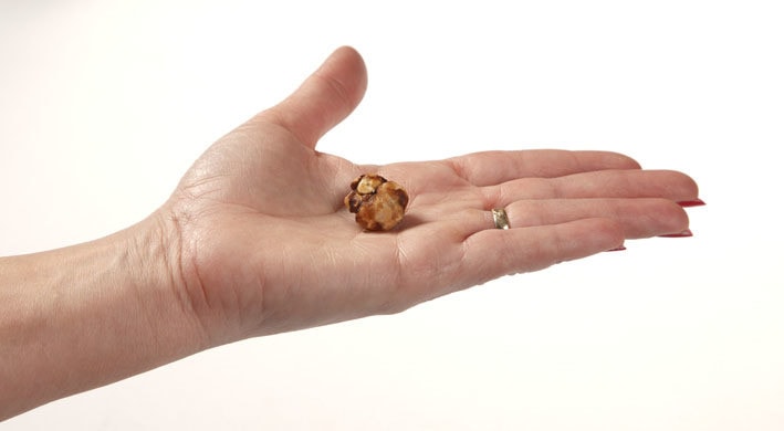 hand holding a psilocybin truffle