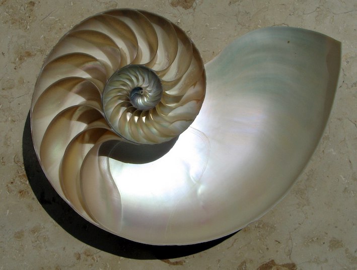 sacred geometry in shell 