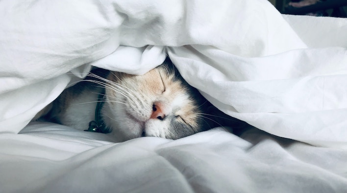 Kot śpiący szczęśliwie w łóżku owinięty kołdrą