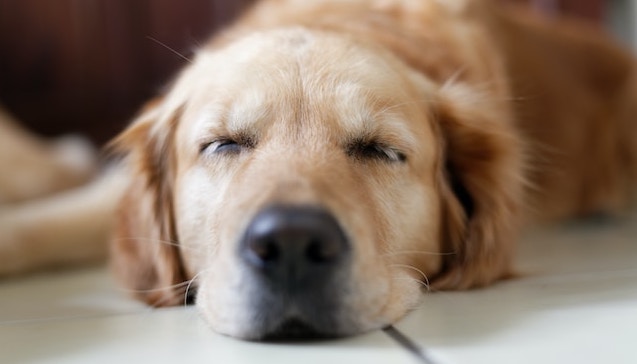 cane golden retriever dormire occhi chiusi carino