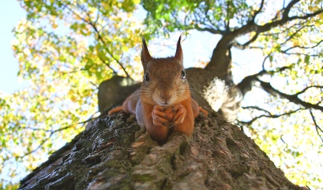 veverica na drevesu