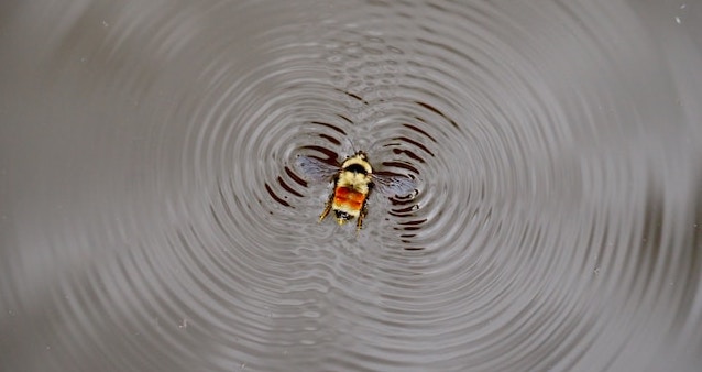 bee making vibrations in water