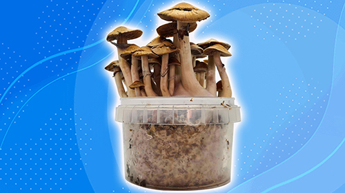 wholecelium magic mushroom grow kit GO after