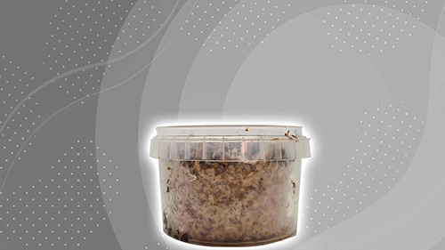 wholecelium magisk svamp växa kit GO före