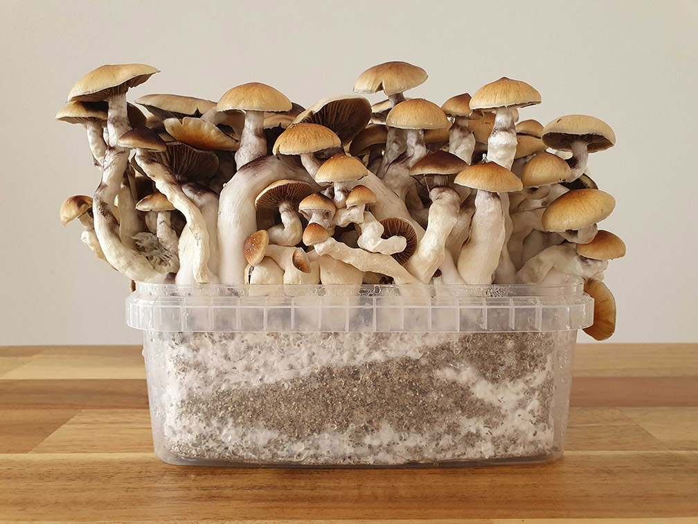 wholecelium magic mushroom grow kit max