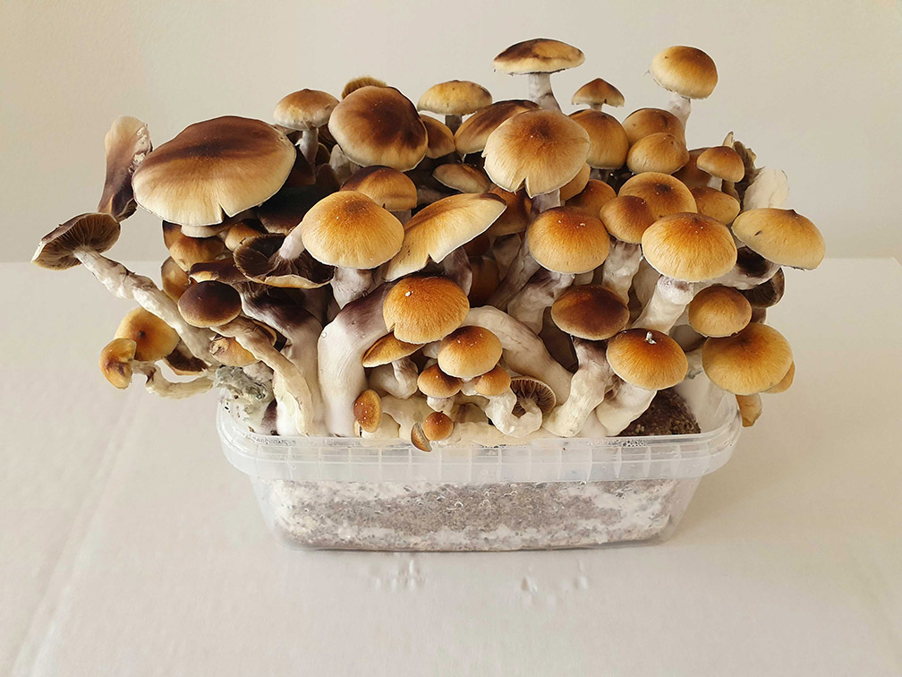 wholecelium magic mushroom grow kit max producto