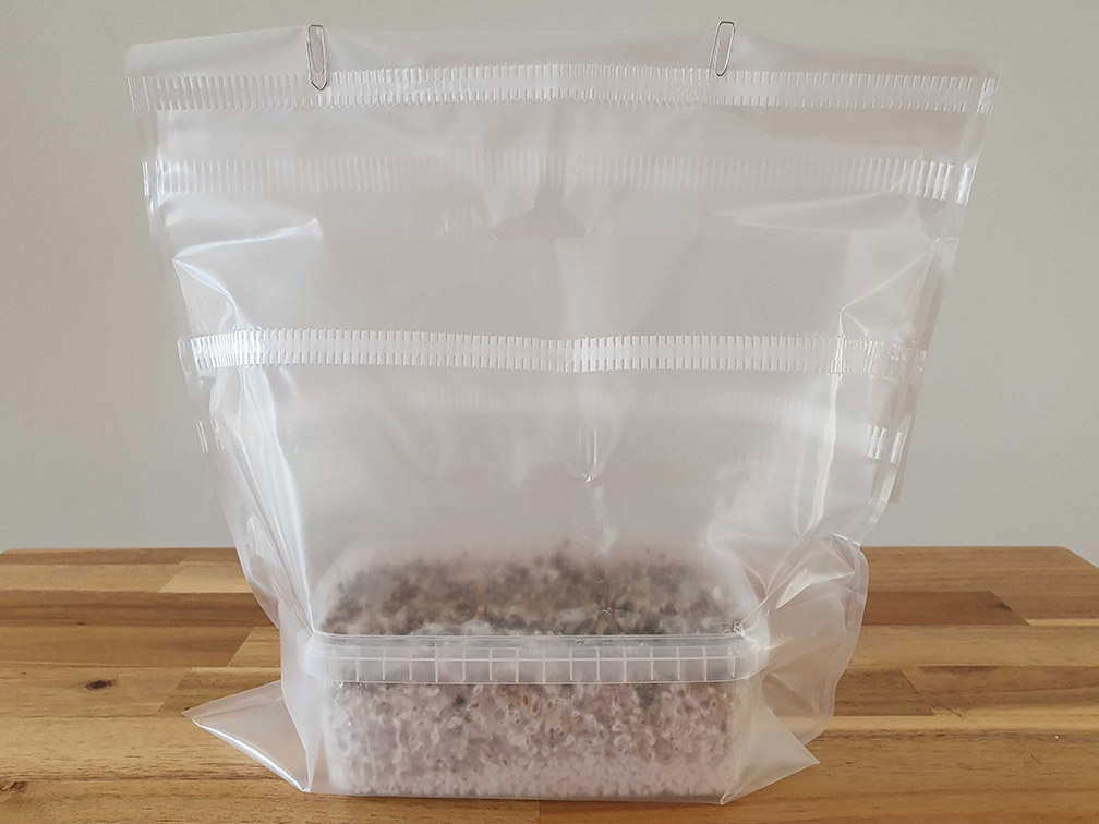 tutorial del kit de cultivo de setas mágicas de wholecelium