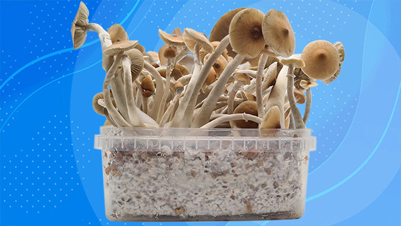 wholecelium mushroom growkit mega after